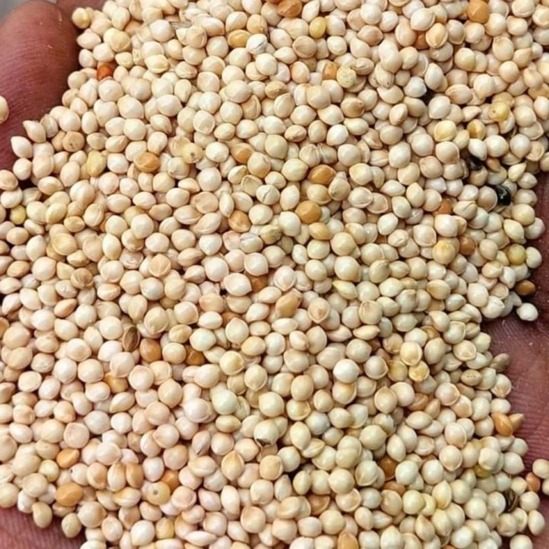 White Millet Bird Food 1kg