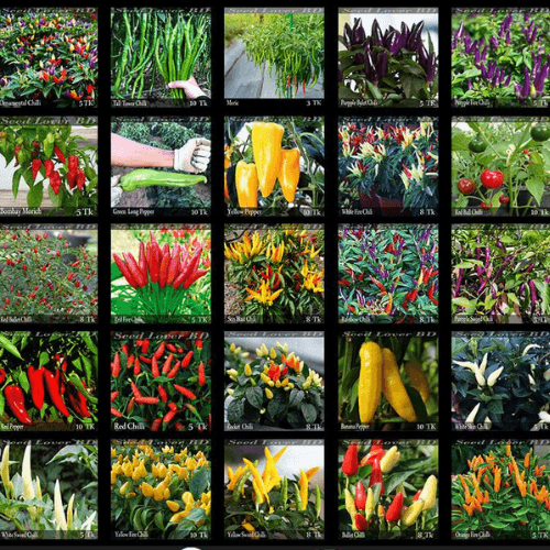 25 Types of Chili Seeds EXCLUSIVELY AVAILABLE ON SeedsMate store