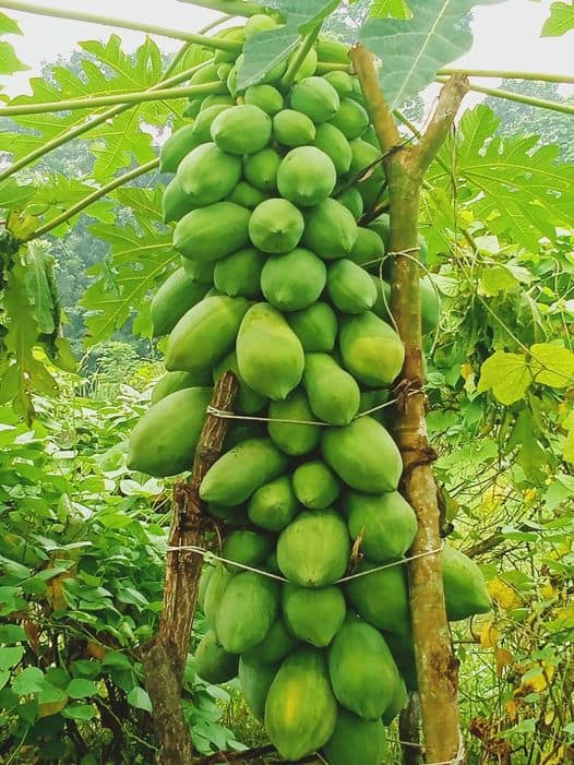 Hybrid Green lady Papaya Tree Seeds! – Delicious Testy Fruit!