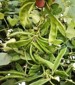 Kerala Seem 10 Gm Seeds 75 Tk – কেরালা শিমের বীজ