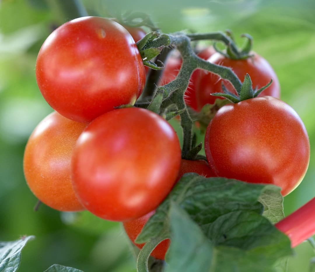 Hybrid Tomato Seeds Bangorani 1GM- বঙ্গরানী হাইব্রিড টমেটো সীডস