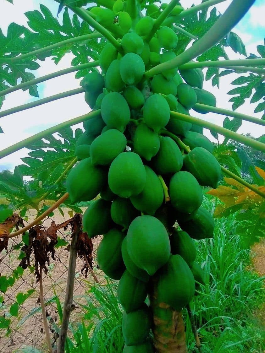 Shahi Papaya Seed 5GM Tk Packet – শাহী পেঁপে