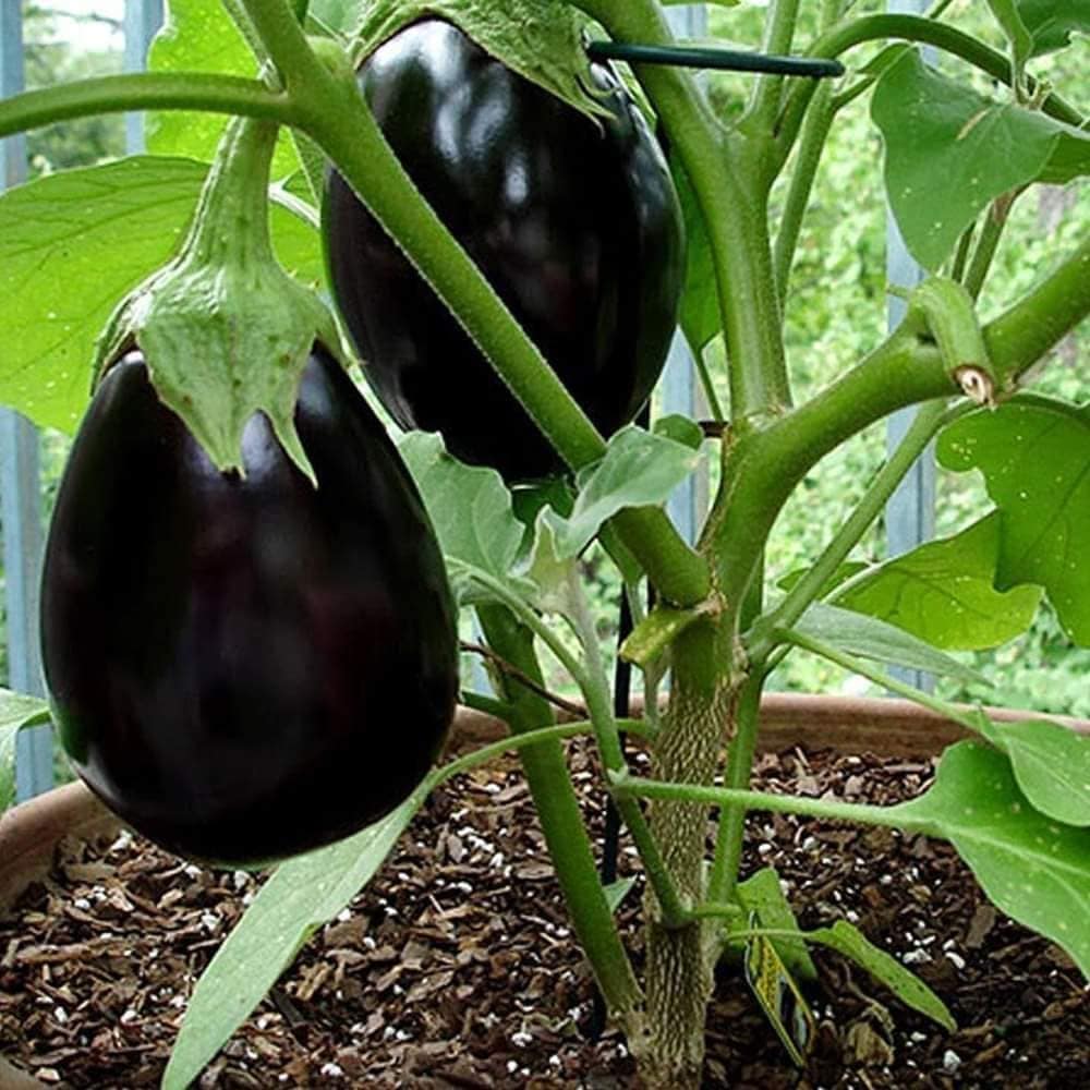 F1 Hybrid Brinjal Seeds – Tal begun seeds (কালো তাল বেগুন )