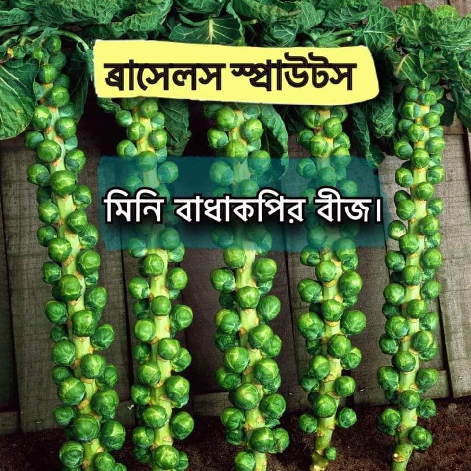 Brussel Sprouts Seeds -মিনি বাঁধাকপি