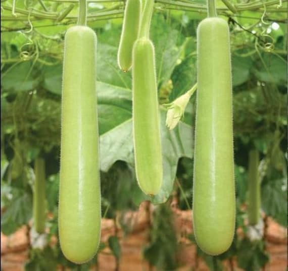 Green cylinder bottle gourd- 5gm