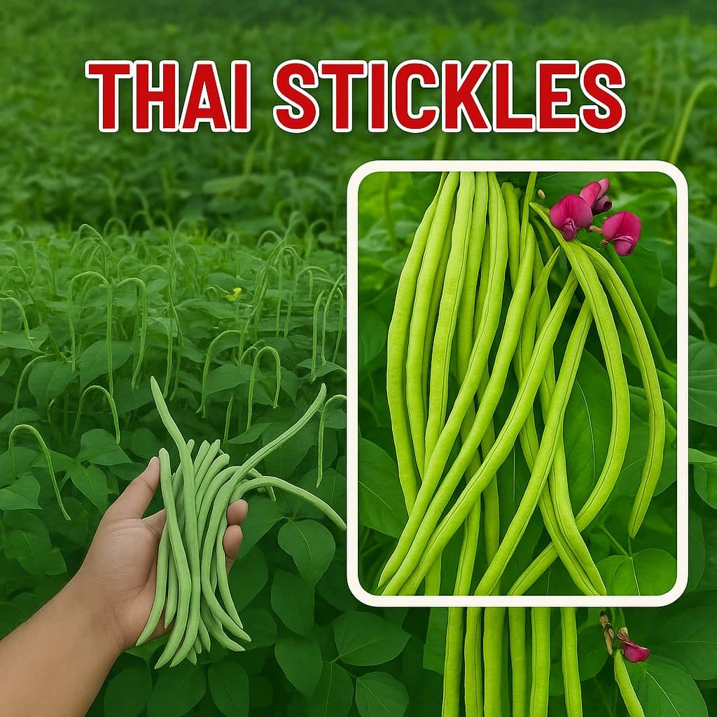 Thai Steak less Bean – khato borboti মাচা ছাড়া খাটো জাতের বরবটি