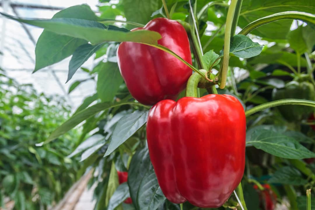 Capsicum Red F1 Hybrid -100 Plus Seeds packet