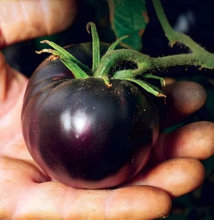 Black Tomato Seeds
