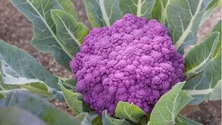Purple Cauliflower Syngenta 500 Seeds Packet