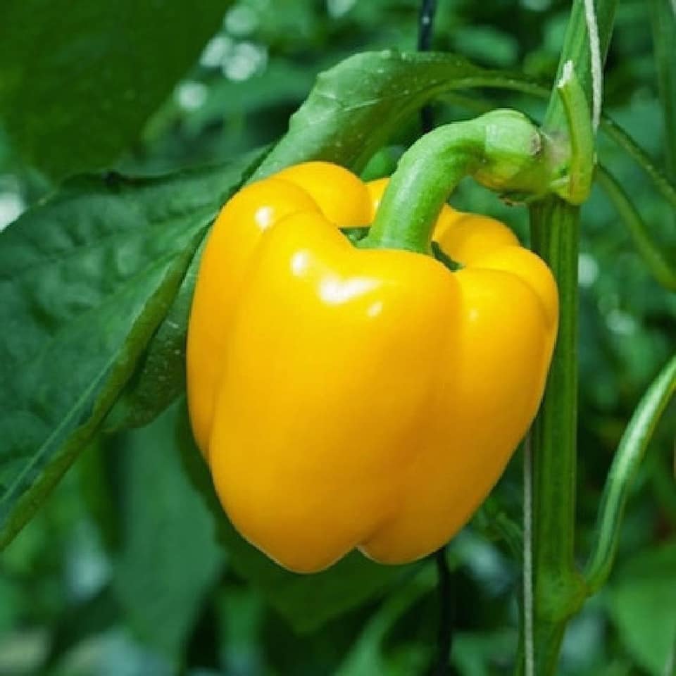 Capsicum Yellow F1 Hybrid Seeds