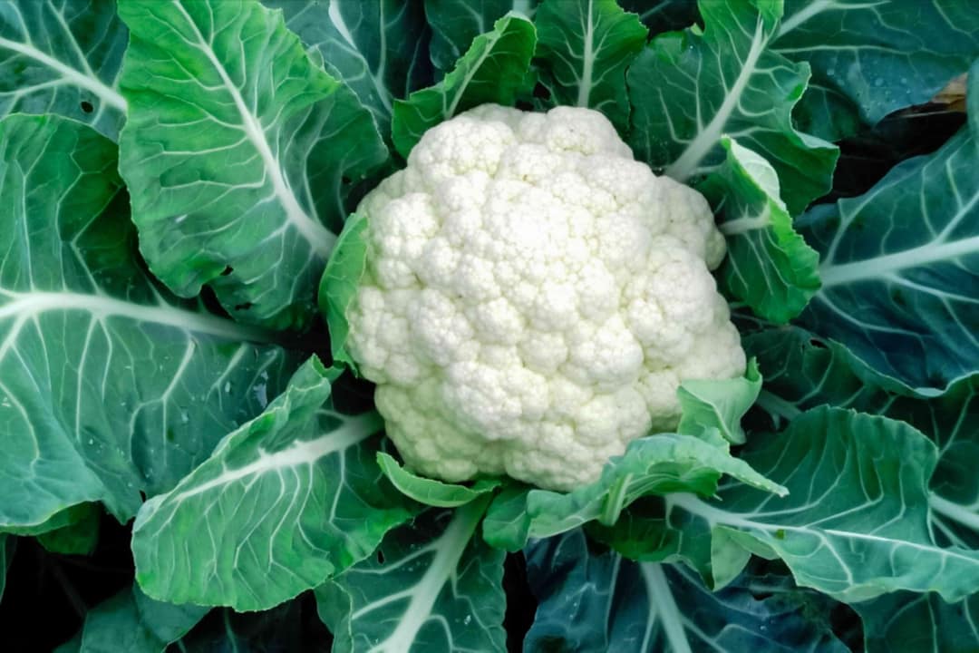 Cauliflower Seeds 100 Gm box
