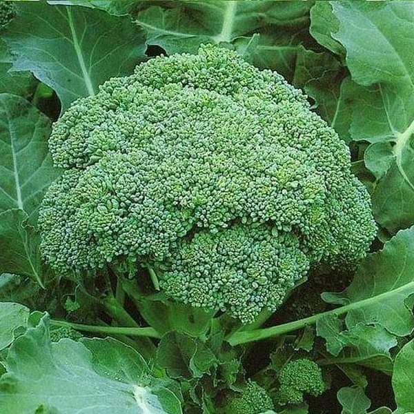Broccoli Seeds – 140 TK ব্রকলি বীজ