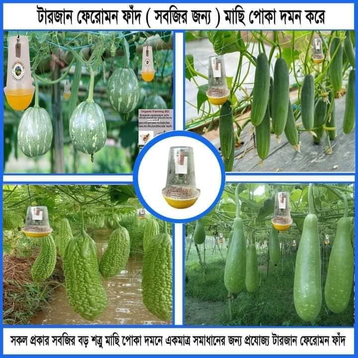 Pheromone fad / Targan Pheromone Trap -ফেরোমন ফাঁদ / টারজান ফেরোমন ফাঁদ
