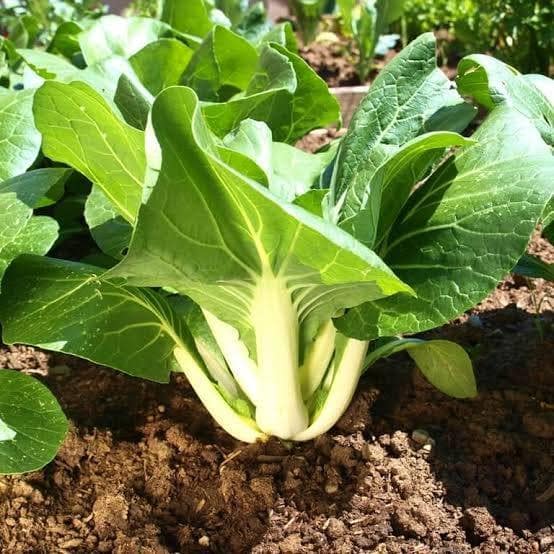 BATI SHAK Seeds বাটি শাক
