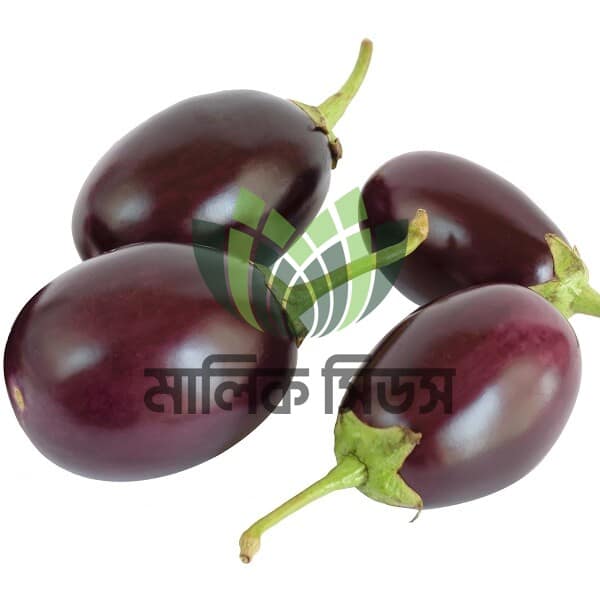 হাইব্রিড বেগুন শিলা Sheela – 5 gm