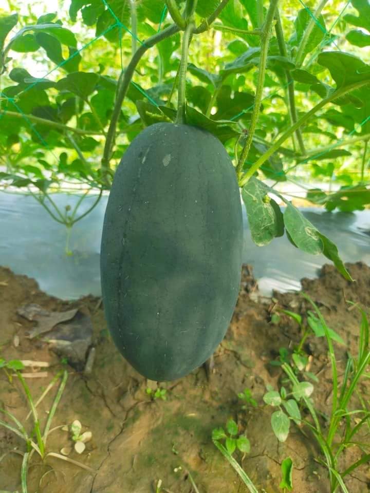 Thai F1 Hybrid black Watermelon Florence