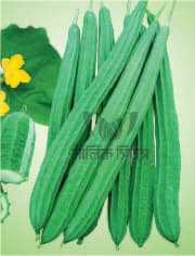 Hybrid Ridge Gourd Shurekha হাইব্রিড ঝিঙ্গা সুরেখা – 10 GM