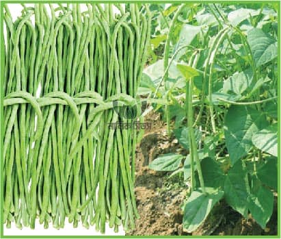 Yard Long Bean Ananda উচ্চফলনশীল ছোট বরবটি আনন্দ – 100 GM