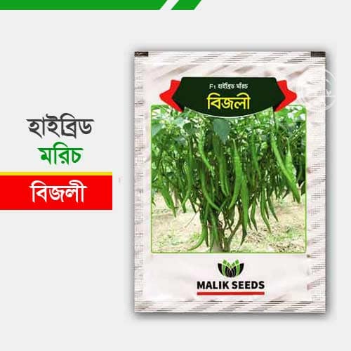 হাইব্রিড বিজলী মরিচ ৫ গ্রাম