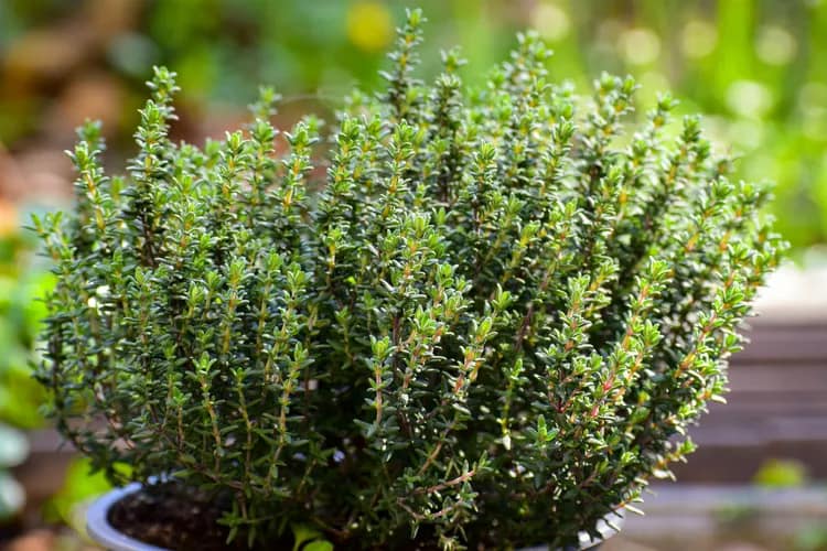 Thyme Seeds থাইম বীজ