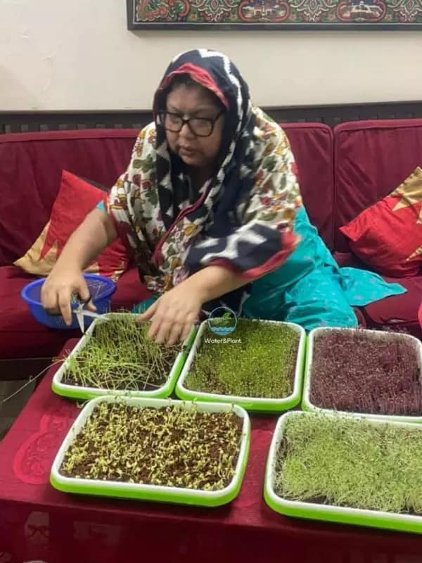 Microgreens Seeds Package 5 items | মাইক্রো গ্রিন্স পাঁচ ধরনের বীজের প্যাকেজ