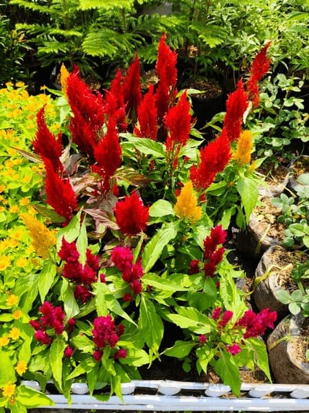 Premium Celosia Cristata (Cockscomb) Flower Seeds